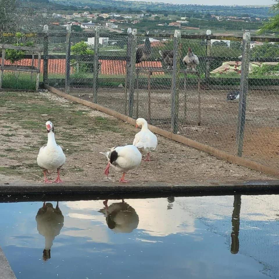 Flat Studio 11 Hotel Fazenda Gravata-Pe エクステリア 写真